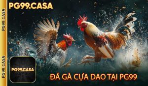 Đá gà cựa dao