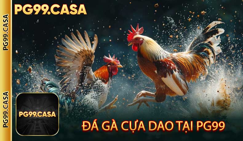 Đá gà cựa dao